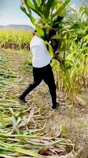 The Most Satisfying Way to Harvest Corn #shorts
