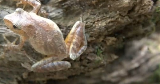 Wisconsin DNR seeking volunteers for annual Frogs and Toads Survey