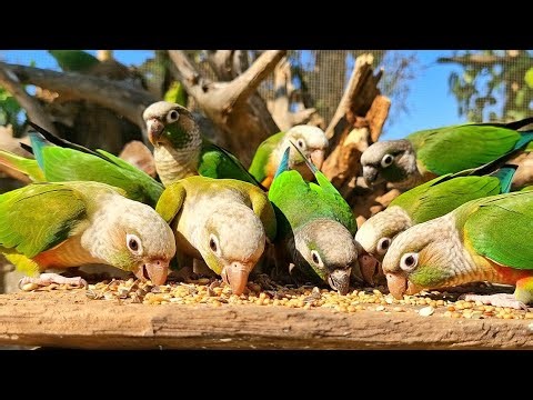 Come and watch the parrots have breakfast with us! Green cheek conure eating sounds.