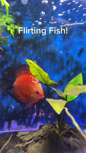 ¡Peces Coquetos! Pareja de Discus Pigeon Blood