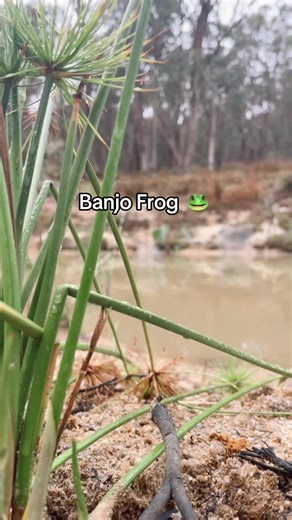 Banjo Frog Calls in Australian Wildlife