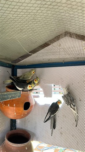 Cockatiel colony cage setup at customer place Dindigul #chennai #birds #birdsavairy #lutinocockatiel