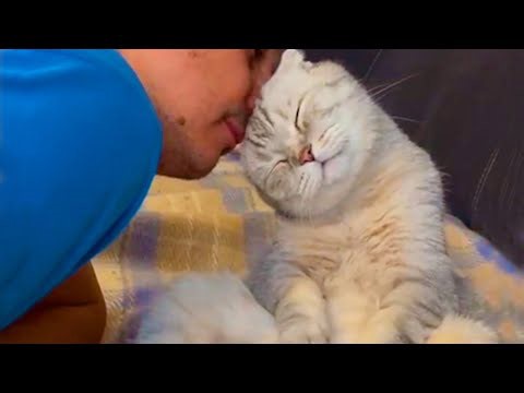 Cute cats reveal surprising affection for their loving owners