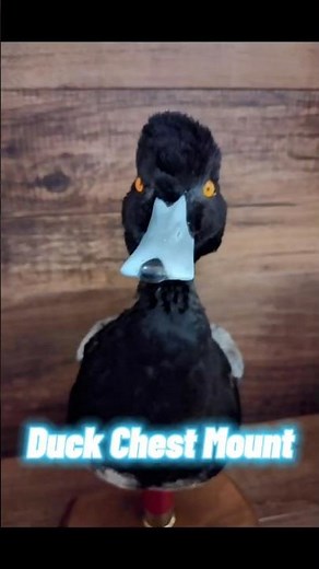 Easy Taxidermy Duck Chest Mount