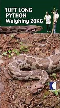 Vava and a Karnataka snake catcher together rescue a 10-ft, 20-kg python #vavasuresh