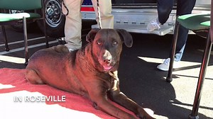 7.5K views · 260 reactions | Coco is as beautiful outside as she is on the inside! Our sweet 8 year old girl is a gentle soul and will make a fantastic best friend to a very lucky person or people. Will you help her find them by sharing this video? placerspca.org/dogs | Placer SPCA | Facebook