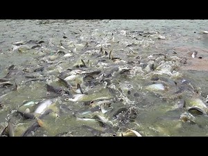 FOOD FEED TO PANGASIUS FISH
