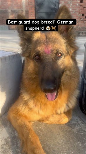 Best Guard Dog German Shepherd 🐶🐕♥️ #germanshepherd #shorts