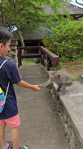 Dadiana on Instagram: "Monos 4 Humanos 0 🐒 ¡vaya personalidad de los monos! 📍 Templo de Uluwatu, Bali (Pura Luhur Uluwatu) 🛕 Un lugar que debes visitar si vas a la isla de Bali en Indonesia 🇮🇩 #uluwatu #uluwatubali #bali #temple #monkey"