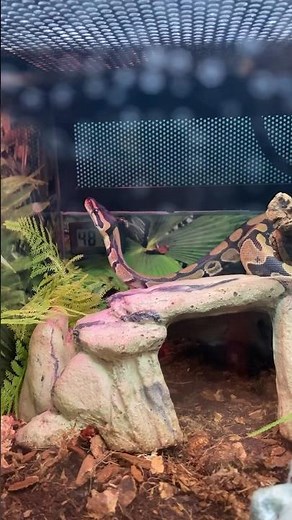 Ball Python at Petsmart #snakes #ballpython #reptiles #petsmart #shorts