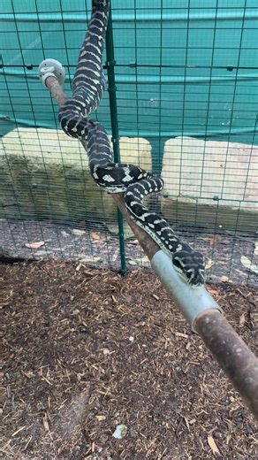 Carpet python in the chicken coop 🙈🐍🐓 I was called out to relocate a Carpet python which had eaten one of the smaller chooks. With the rain coming he was in no rush to leave a good food source! Relocated to a less chicken populated area. Be safe all. Luke 0499920290 😎🐍 #lukethesnakecatcher #snake #snakecatcher #carpetpython #chicken | Snake Catcher Noosa 24/7 Luke the Snake Catcher