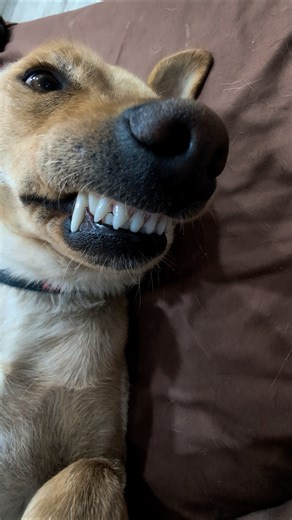 My dogs crack dad jokes.Shush kebabs. #comedy #dadjokes #funny #funnydogvideos