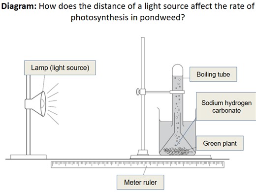 Revision: Rate of Photosynthesis Required Practical | Teaching Resources