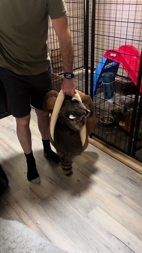 Rusty the Raccoon on TikTok