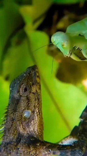 Mantis VS Lizard