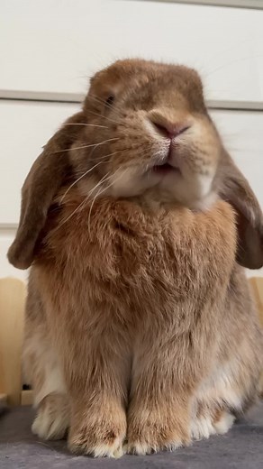 Why Do Rabbits Eat Their Poop? Explained