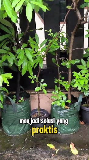 Planter Bag Untuk Tanaman Rumah Lebih Rapi dan Hijau