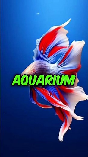 "Beautiful Betta Fish Facts 🐠 | The Fighting Fish of Colors"