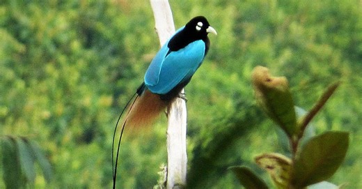This Bird's Mating Dance is Disco-Worthy
