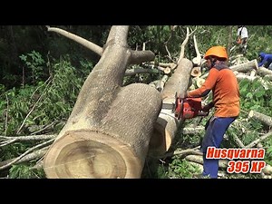 part 2, chainsaw operator skills cutting down jeungjing albasia trees