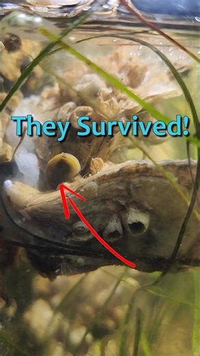 I Thought These Mussels Were Gone… Now There Are Three