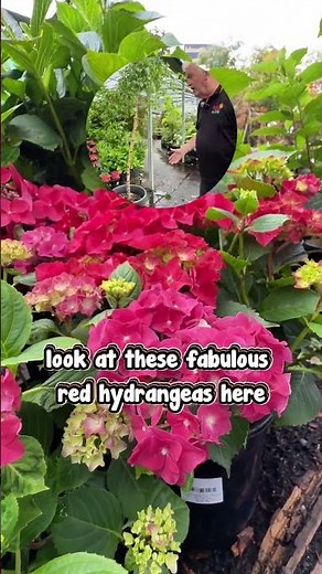 Hydrangea Heaven at Hello Hello Plants 🌸✨