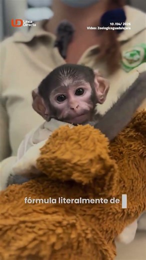 🌳 ¡No es Punch!, El zoológico de Guadalajara da la bienvenida a Yuji, cría de mono patas 🐒