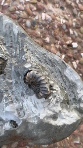 Kayleigh done about 8 hours on the big green ammonite nodule from yesterdays post | Charmouth Fossils