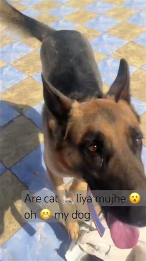 #bollywood #song #pitbull cute #germanshepheard #pets #funny #gsds #love #germanshepherd #puppyvide