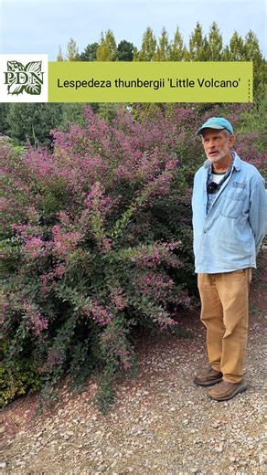 Lespedeza thunbergii 'Little Volcano' is an excellent choice for a garden that needs a big splash of color in mid-fall. This giant bush clover variety looks especially impressive when grown on a sunny slope, forming a 7 feet tall by 15 feet wide deciduous clump in 10 years. Lespedeza thunbergii belongs to the pea family, and similarly to its distant cousin Baptisia, is drought-tolerant, deer-resistant, and a great pollinator magnet. The neon purple flowers attract many species of native bees, bu