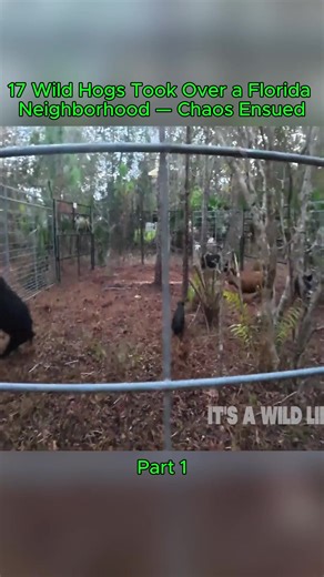 Wild Hogs Invade Florida Neighborhood: A Surprising Sight