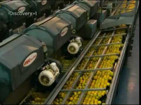 How Orange Juice Is Made