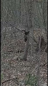 Help Identify Unusual Animal for Milford Utah #animal #creature | Rocky Mountain Sasquatch Organization