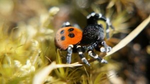 Ladybird spider brought back from the brink