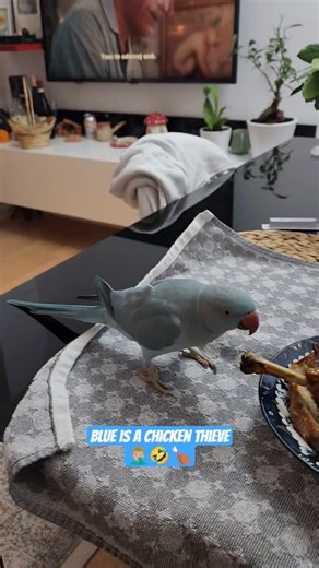 #bluetheparrot #parrottalking #parrotplaytime #parrots #birds