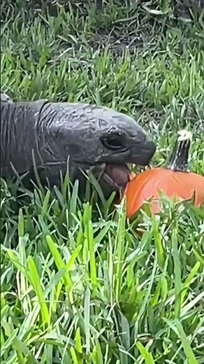 How Fast Can a Tortoise Eat a Pumpkin?