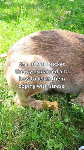 The stressbucket theory explained and how to learn them coping with stress