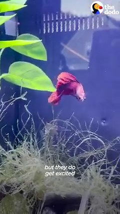 Little fish had given up on life until someone stepped in to save him — he even grew a tail and turned the prettiest color ❤️ | The Dodo