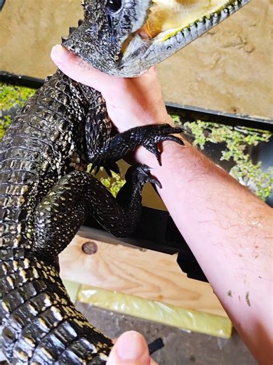 Unboxing my newest rescue crocodile #venomman20 #animals #crocodile #reptile #rescue