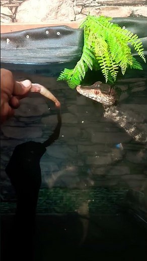 Tiny But Deadly: The Dwarf Caiman!