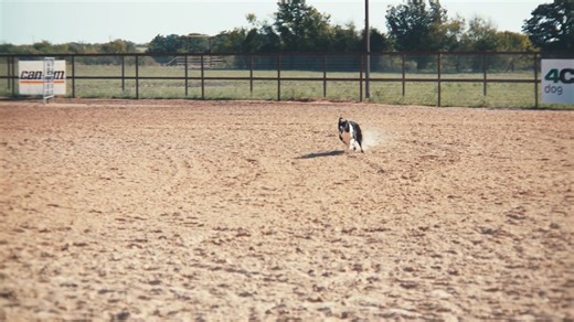 King showing what a full trained stock dog can do 👏 Priefert Ariat Stull Feeder, Inc 4CYTE USA American Hat Company | Moura Stock Dogs