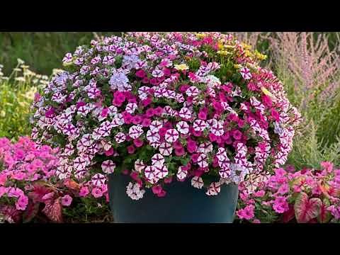 Wave Petunias vs Supertunias: What's the Difference?