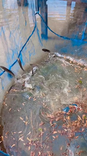 70K views · 350 reactions | Fish farming, fish pond | Anamul Fish Farm | Facebook