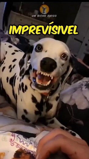 The 3 most unpredictable dogs in the world!