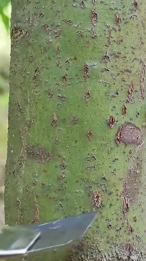 #fyp #prank #capcut #trending #duet #reddit