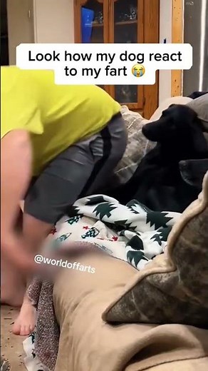 Best animals reaction to farts ! #compilation #fart #guessmyfart #funny