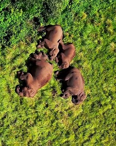 Elephants aren't big sleepers, so it's a rare sight to see them tucked up in bed like this! 🤯🐘 | UNILAD Adventure