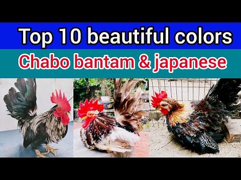 japanese bantam chicken | top 10 colors of chabo & japanese bantam chicken | chabo bantam chicken