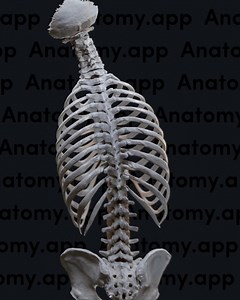 29 reactions · 11 shares | We are continuing our spine movement...