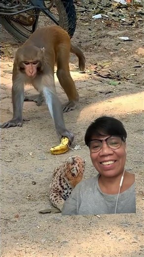 hungry monkey grabbing banana.